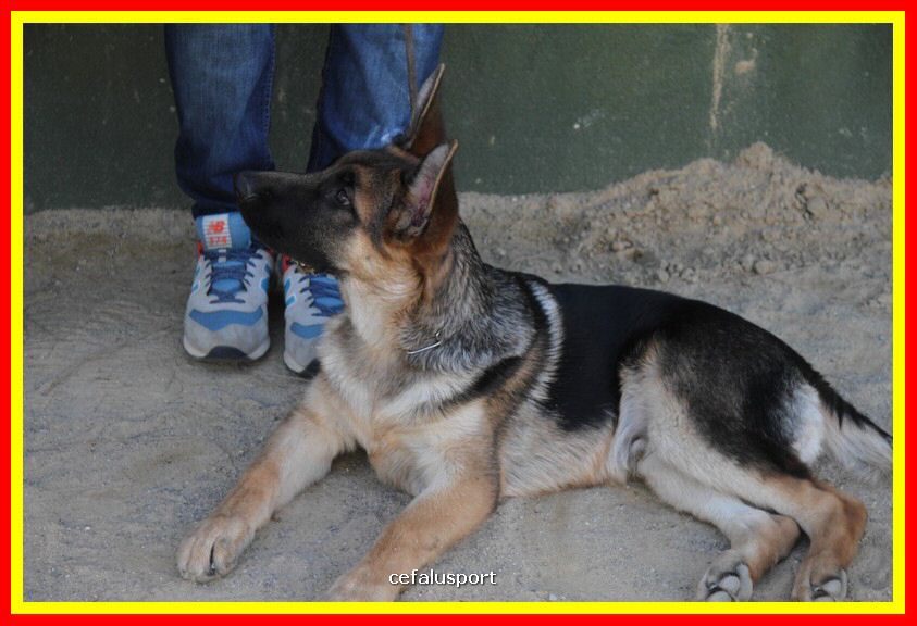180311 mostra_canina 042.jpg